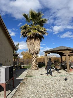 Tree-palm Care