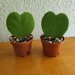 Sweetheart Plant $6 Each