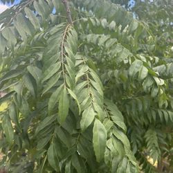 Organic Farm Produce