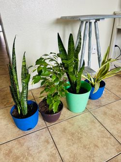 Plants for sake 15 each