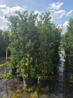 podocarpus About  8  feet tall Instant Privacy Hedge For Fence Green Full