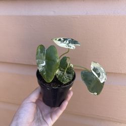 4” Variegated Alocasia Frydek
