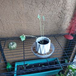 Okra Plant w/ Pot