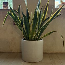 Snake plant / Dracaena trifasciata + Pot