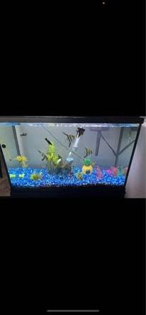 Fishtank