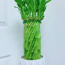 Lucky Bamboo With A Ceramic Pot - Indoor Plant