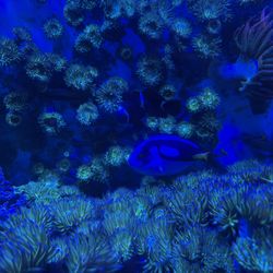 125 gal Acrylic saltwater aquarium