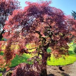 *** PLANT CARE FOR YOUR YARD & GARDEN! *A JAPANESE MAPLE 🍁 Well Pruned!