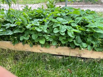 Strawberry Plants