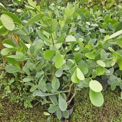 clusias only $11 Instant  privacy Hedge for fence full green 