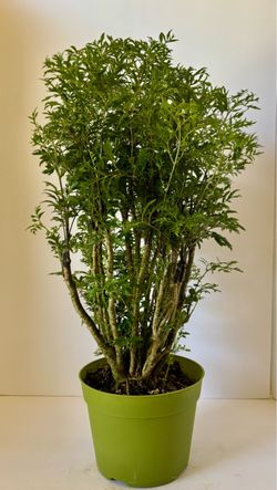 Ming Aralia plant in 7” pot