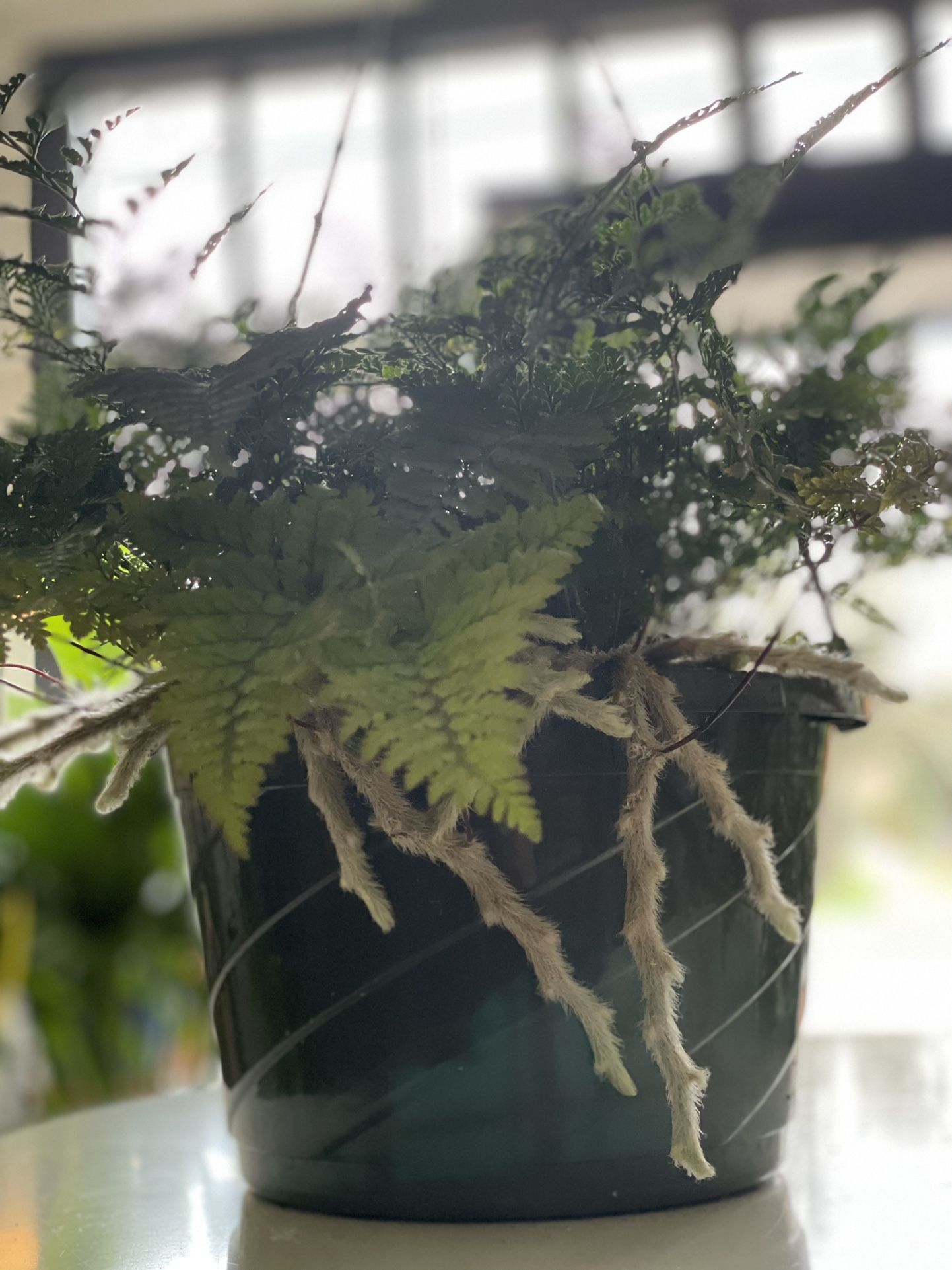 Rabbit Foot Fern