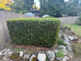 English Laurel