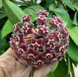 Pubicalix Hoya