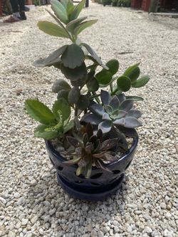 Succulent Arrangement