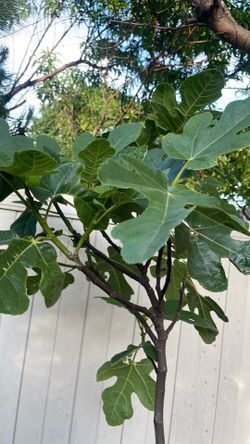 Chicago hardy fig tree 7 ft tall