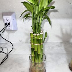 Bundle Of Ten Stems Of Lucky Bamboo Plants Tree (8" Stalks)