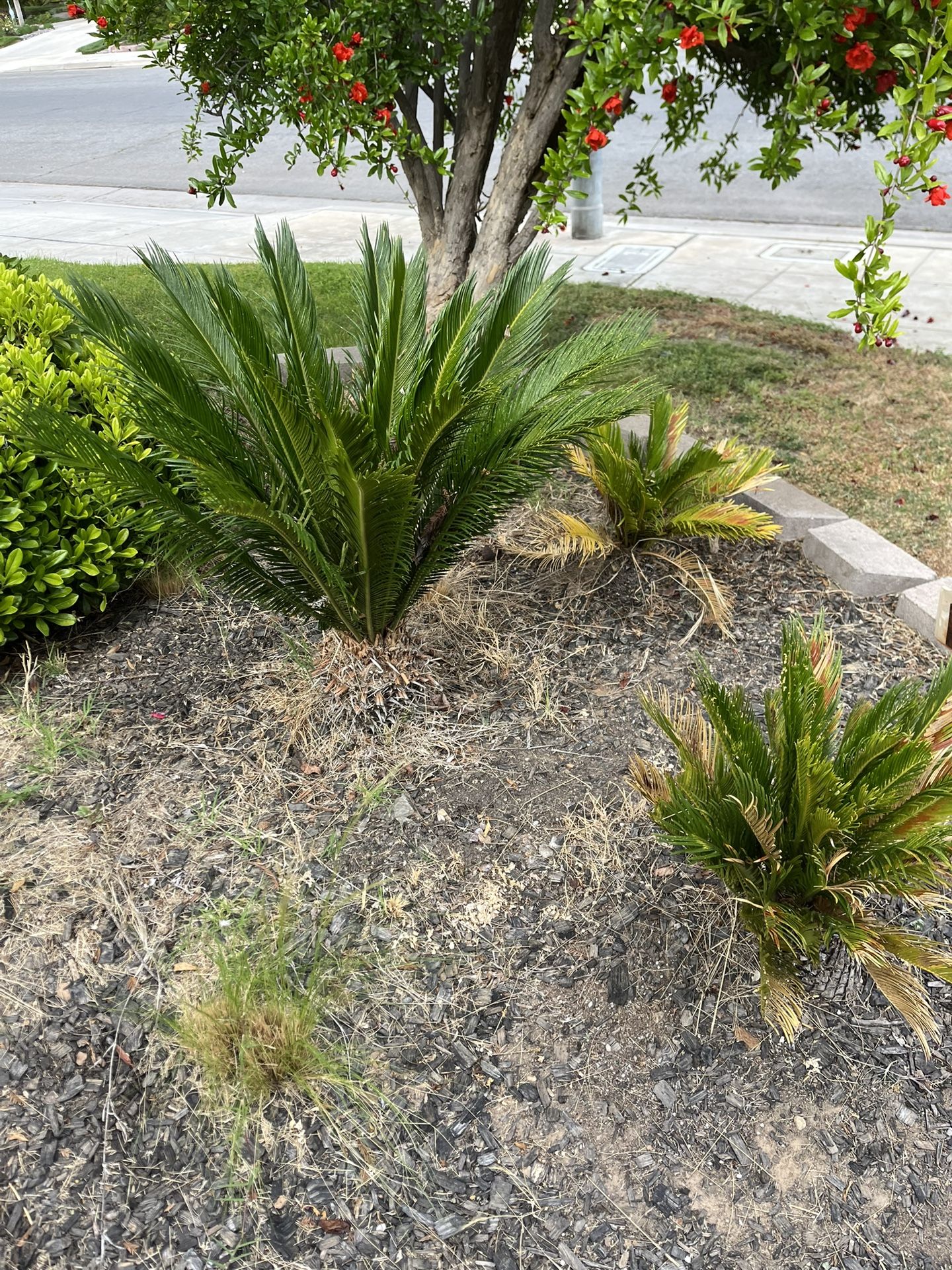 Sago Palm Trees