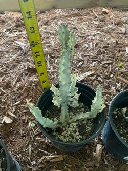 Specialty***Big/full/lush***Ghost Cactus, dragon bone cactus, one gallon pot; 95820