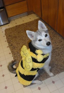 costume dogs not included
