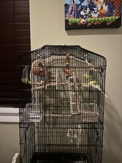 parrots with a cage and toys