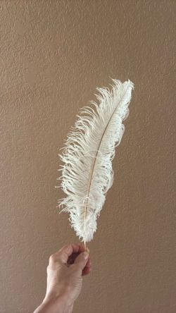 Ostrich Feathers