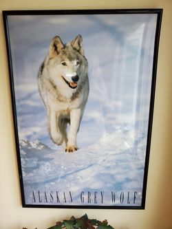 36 x 24 Framed Alaskan Grey Wolf poster