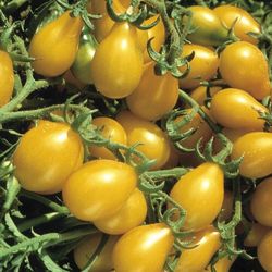 Organic Sweet Yellow Pear Tomato Plants, More Varieties Of Organic Vegetable Plants Available 