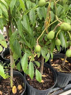 June Plum Tree  Ready With Flowers grafted in Biggallon pot