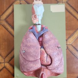 Anatomical Model: Human Heart & Lungs