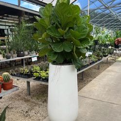 New!!! Big And Beautiful Glossy Pot 40” (Plant Not Included) Was $600