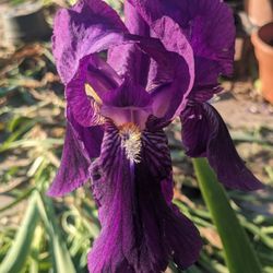 Neighborhood Plants Sale
