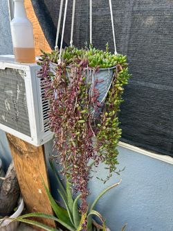 Succulents con Colgadera de macrame