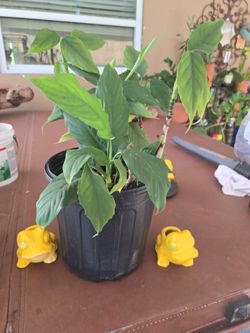 Peace Lilly 2 gallon $12.
