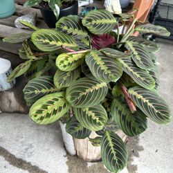 Maranta Green Plans Indoor $30  Each