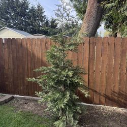 Leland Cypress Trees