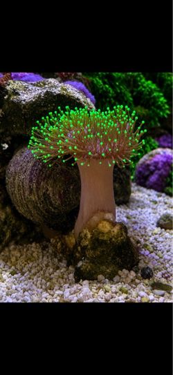 Coral Frags for reef/saltwater fish aquarium tanks