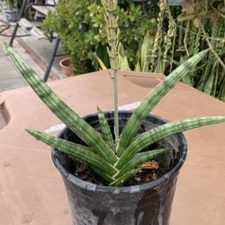 Sansevieria snake plant blooming