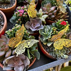 Succulent Arrangement Collection Pot 