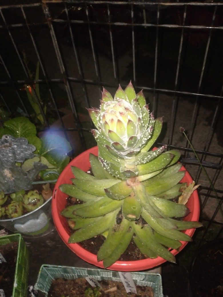 Xl Succulent Plant