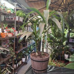 Dracaena Cane Indoor Plant