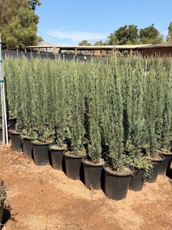 Italian cypress 5 gallons 4 feet tall