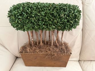 vintage,  designer preserved boxwood rectangular hedge topiary