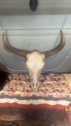 cow head