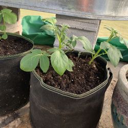 Potato Plants In Grow Bags