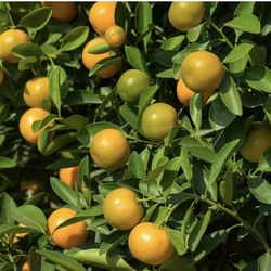 Calamansi Phillipines Lemon Starter Plant 1 Gallon