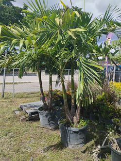 Christmas Palm Tree $120