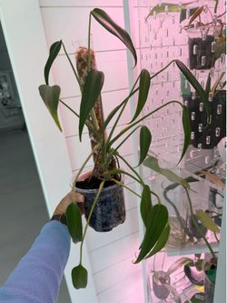 Monstera Burle Marx Flame Rare Plant