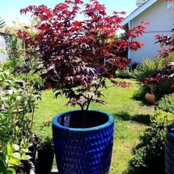 Beautiful Maple 🍁 