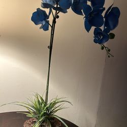 Blue Orchid -Fake